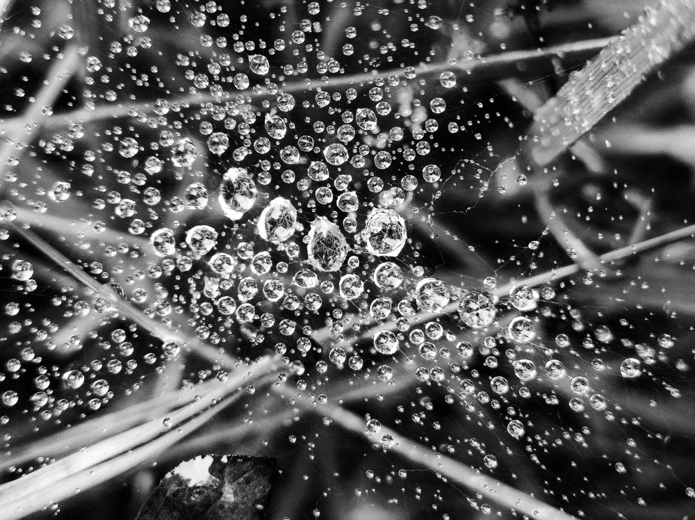 Роса в паутинке