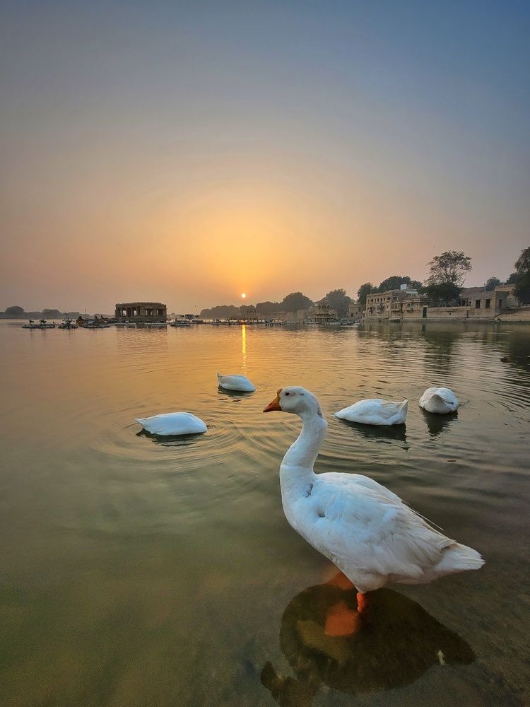 Supervision of other ducks by leader!