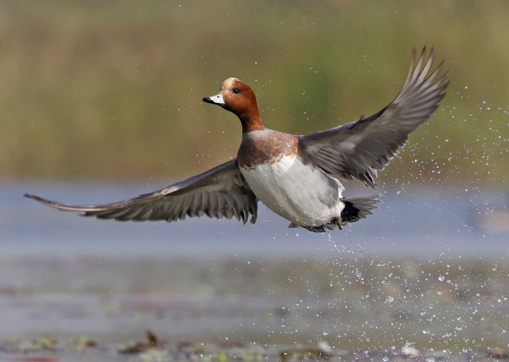 Photograph by Partha Sarkar