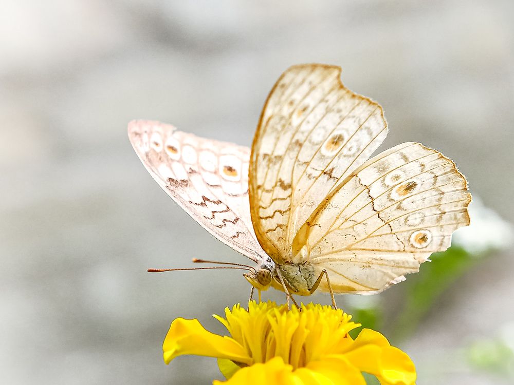 Photograph by Souvik Bhowmik