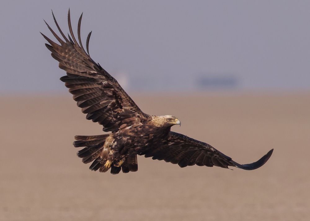 Photograph by Partha Sarkar