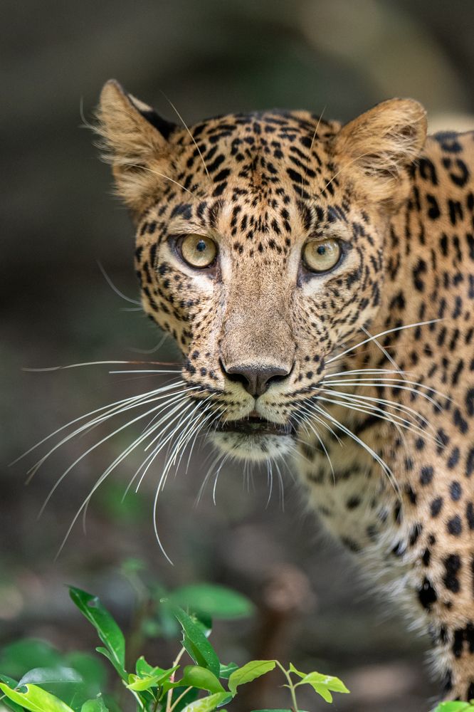 Photograph by Umesh Ranasinghe