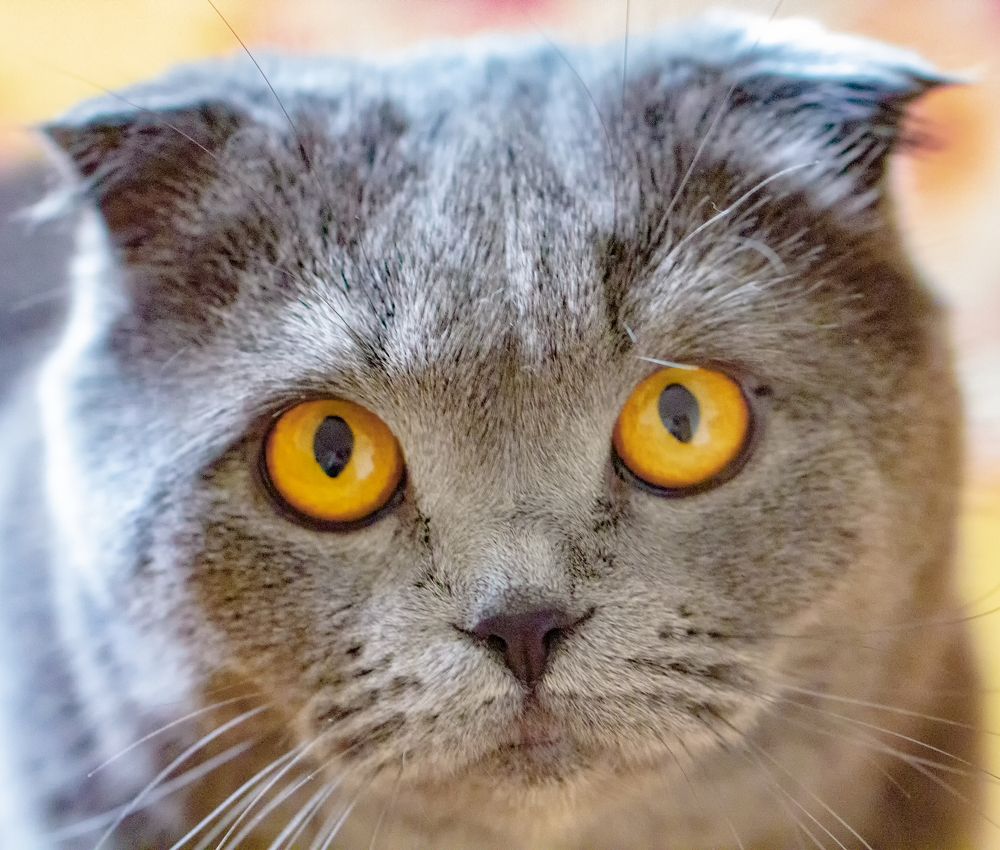 Фотография автора Николай Нестеренко