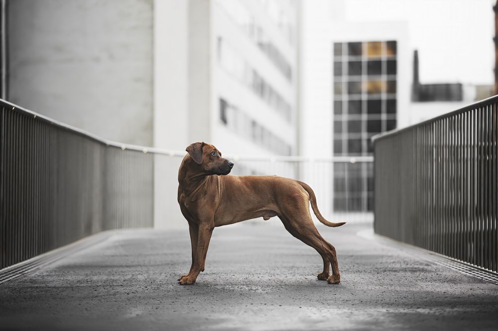 Photograph by Elke Braet