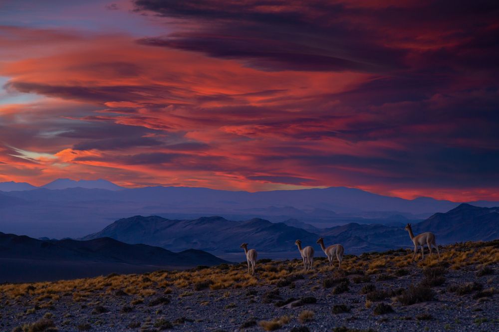 Photograph by Javier Benitez