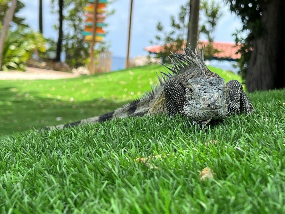 Photograph by Fabian Risso