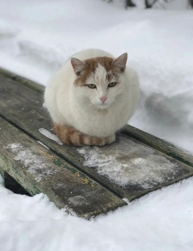 Photograph by Григорий Лыжин