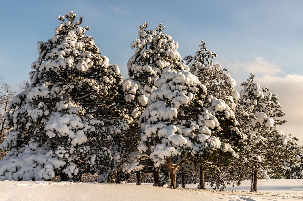 snow pompom trees