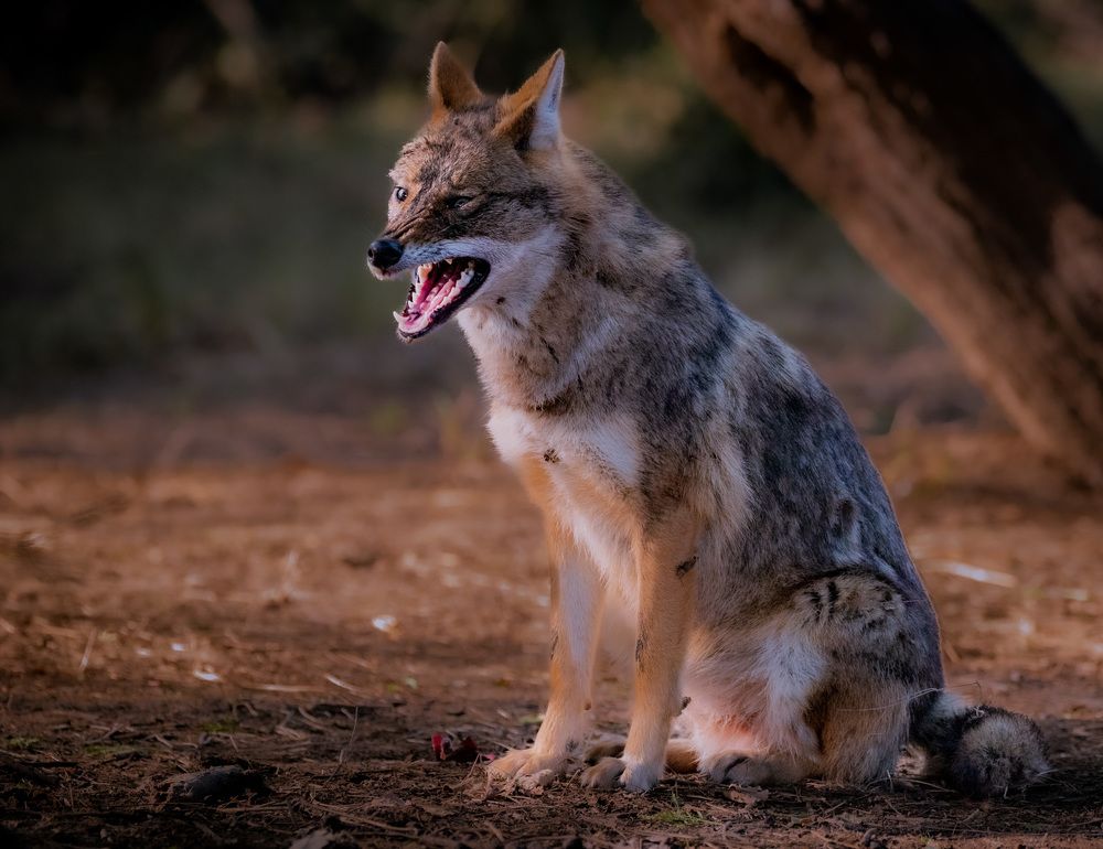 Photograph by Harsha Devalla