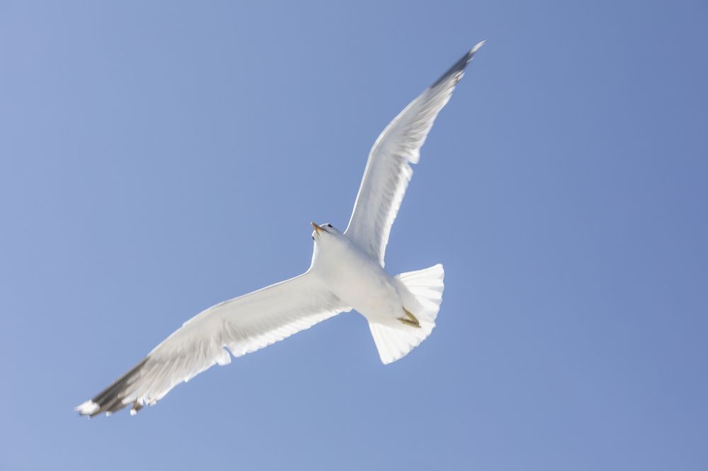 Беломорские чайки