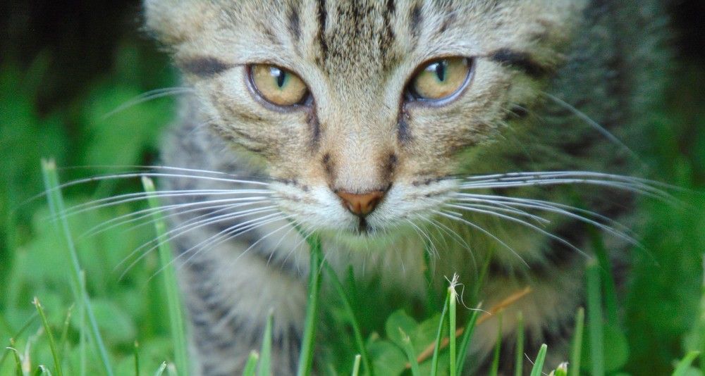 Photograph by Anna Veľasová