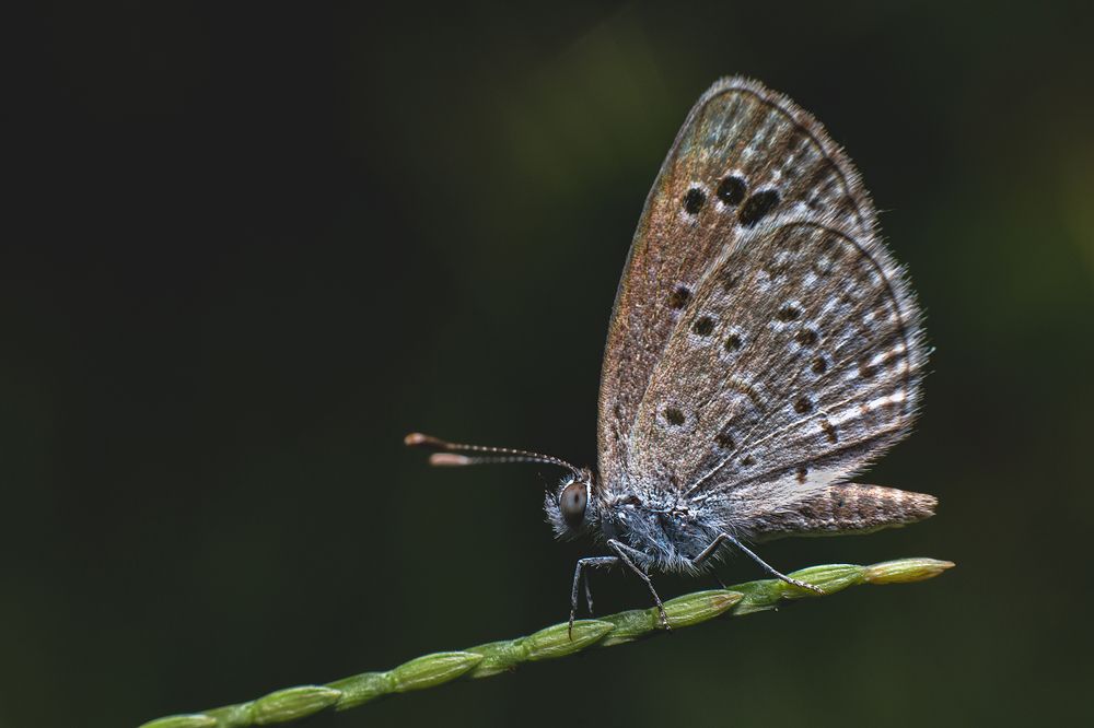 Фотография автора Laddu Sasindu Pramuditha De Silva