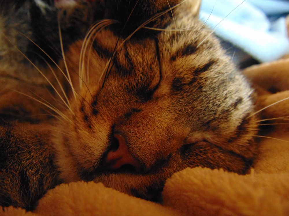 Photograph by Anna Veľasová