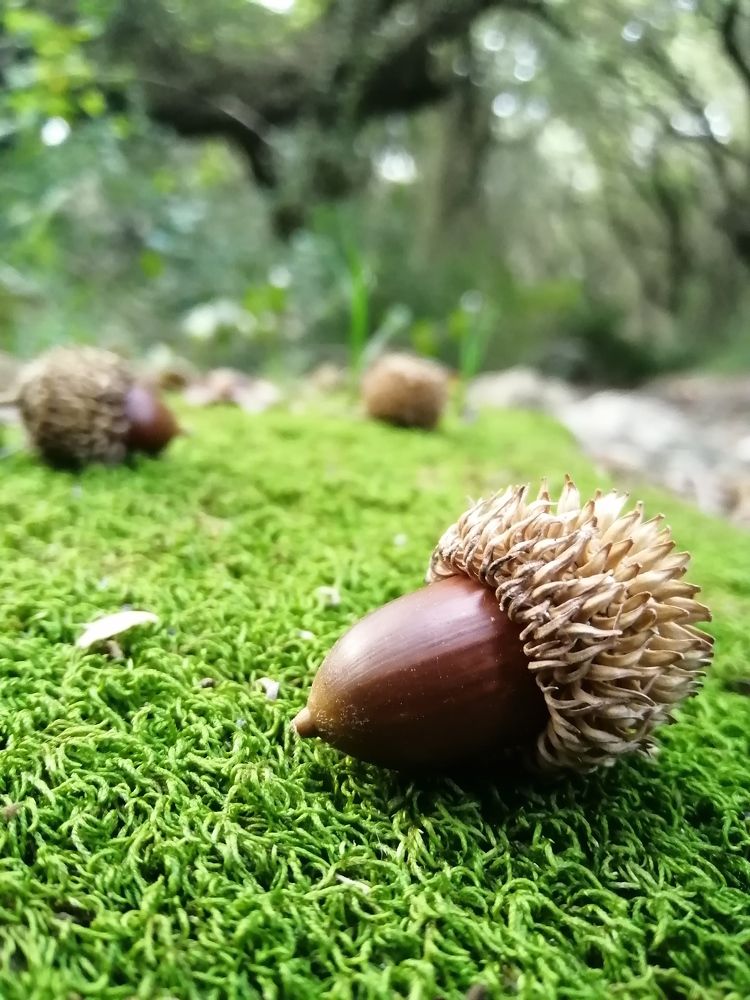 oak on the way