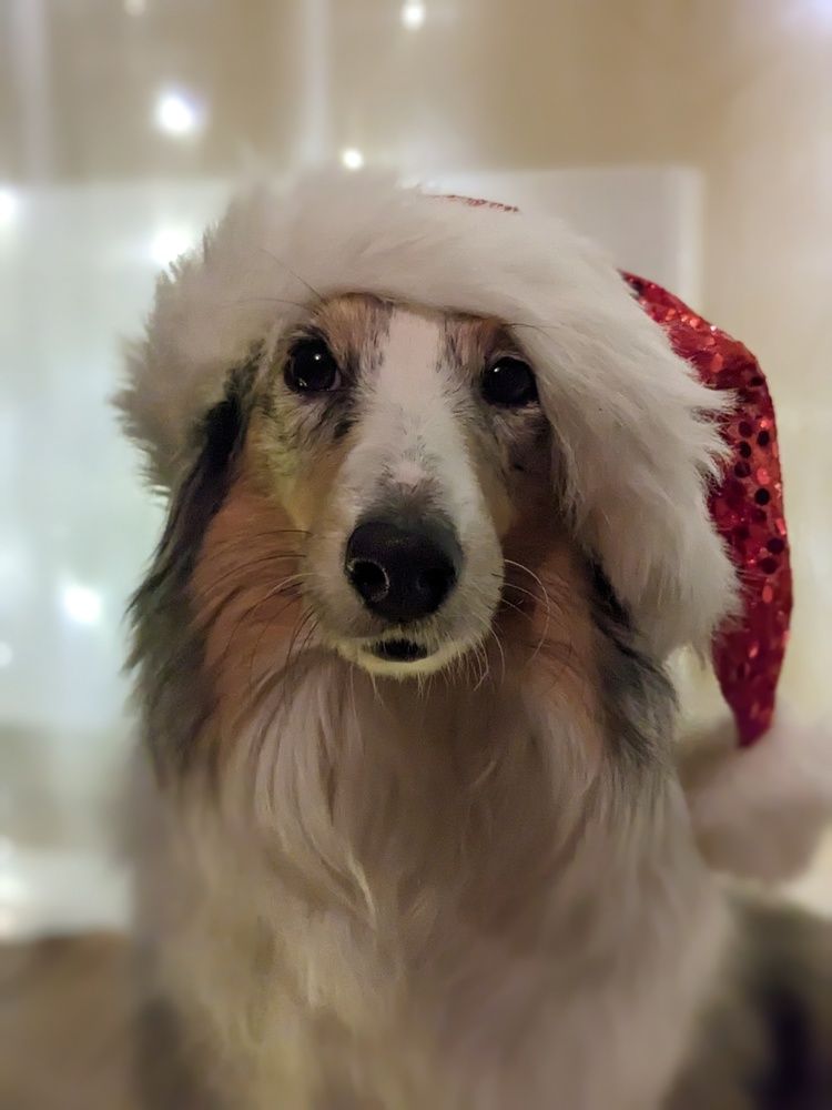Shaltie dog, Monica