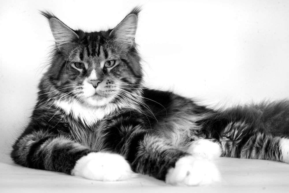 Photograph by Ирина Мамонова