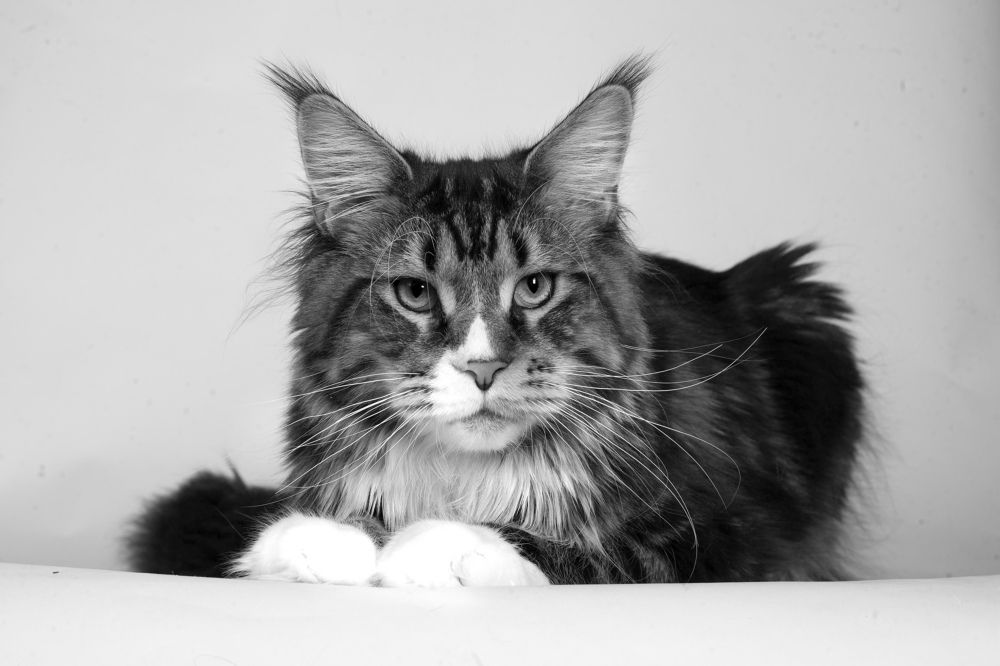 Photograph by Ирина Мамонова