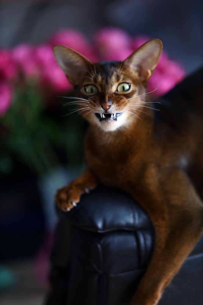 Photograph by Харламова Алина