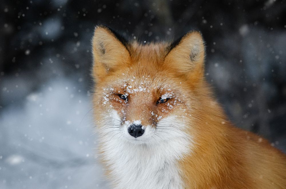 Photograph by Вероника Ливанова