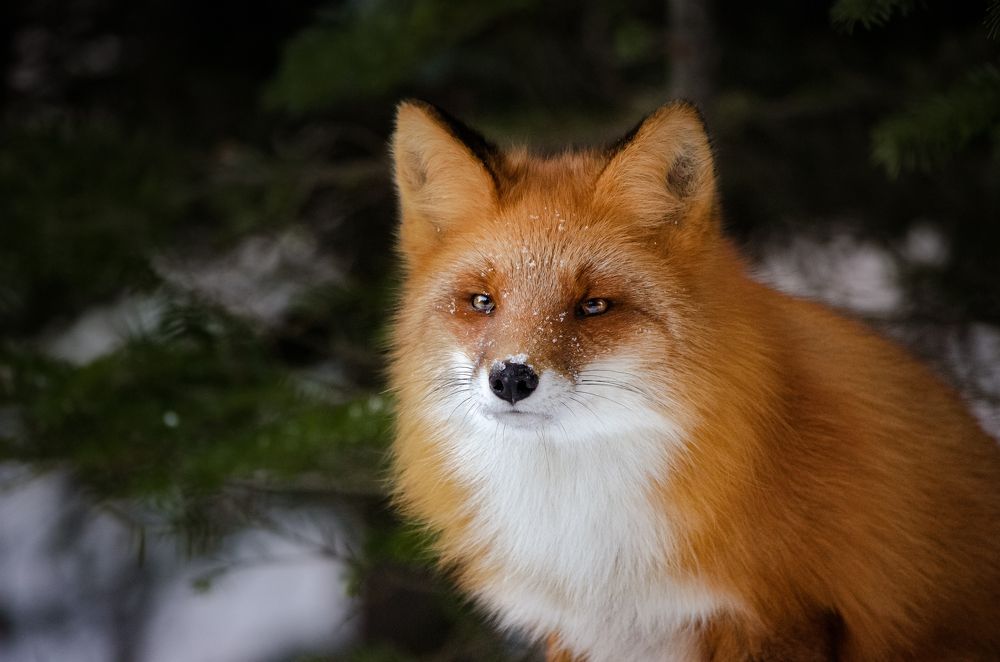 Photograph by Вероника Ливанова