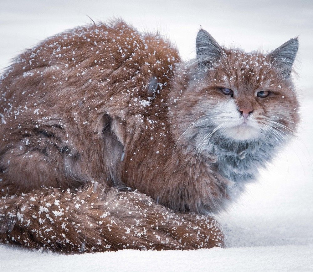 Фотография автора Amin Zand miralvand