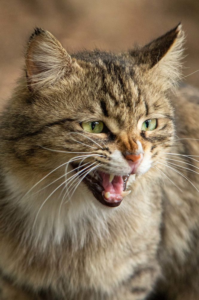 Фотография автора Amin Zand miralvand