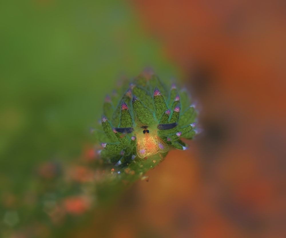 Photograph by Aldo Galante