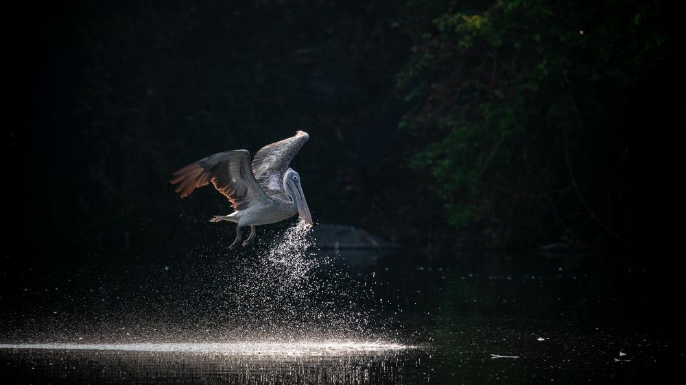 Photograph by LOKANATH MUDA