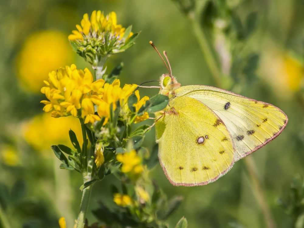 Photograph by Юлия Серазетдинова