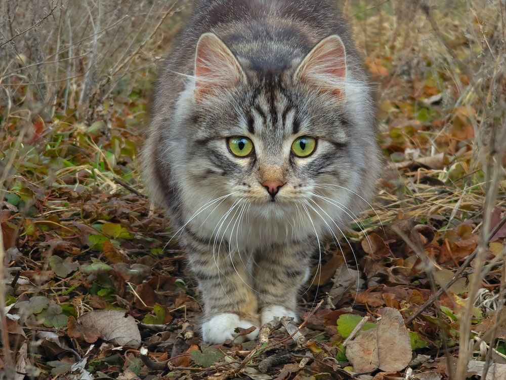 Photograph by Хачик Аджатян