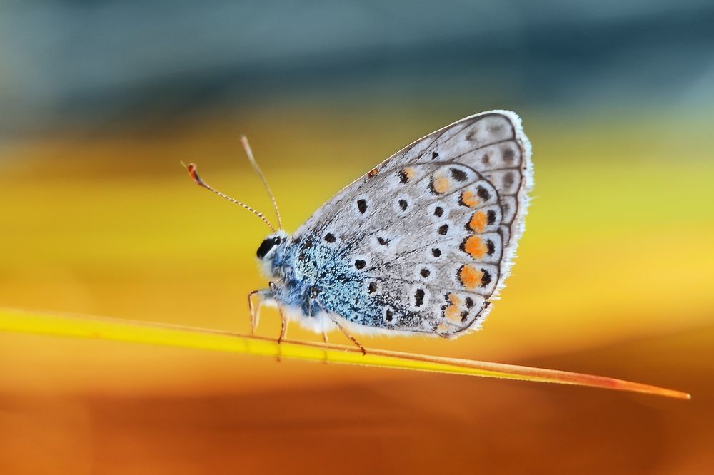 Photograph by Воинкова Ирина