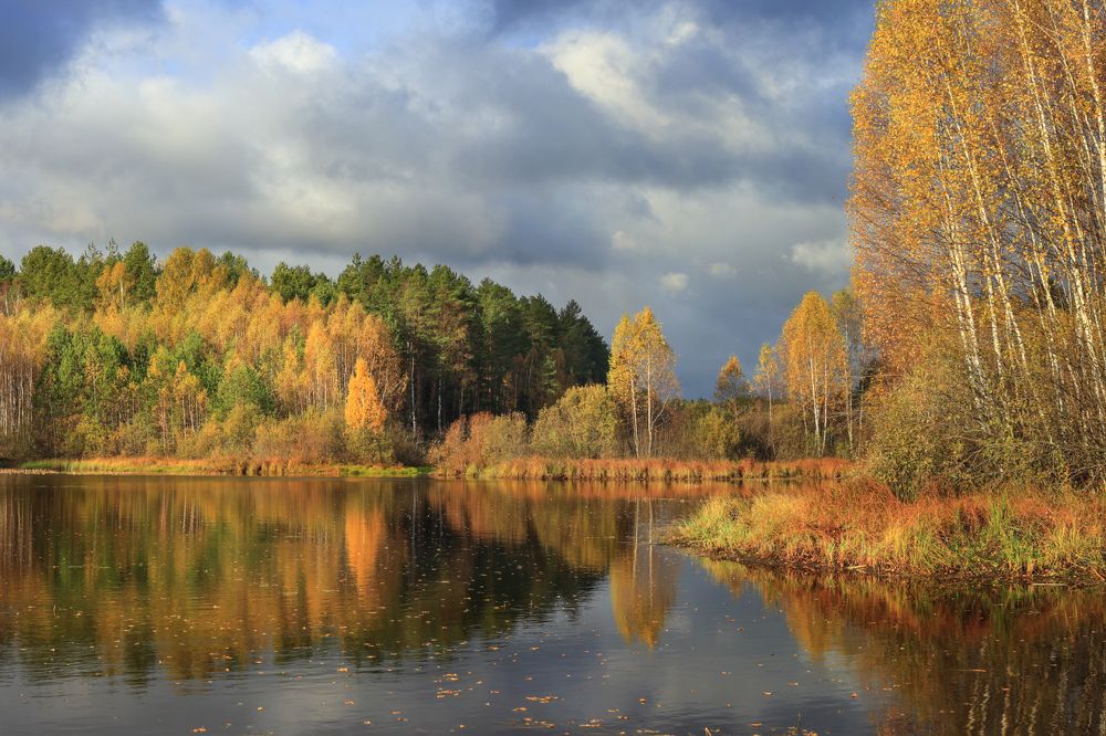 Черная Порза