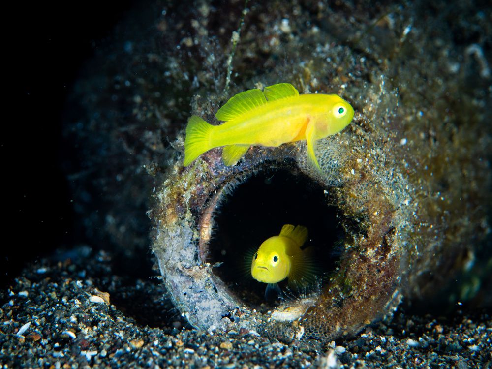 Two pigmy Gobis en su botella casa.