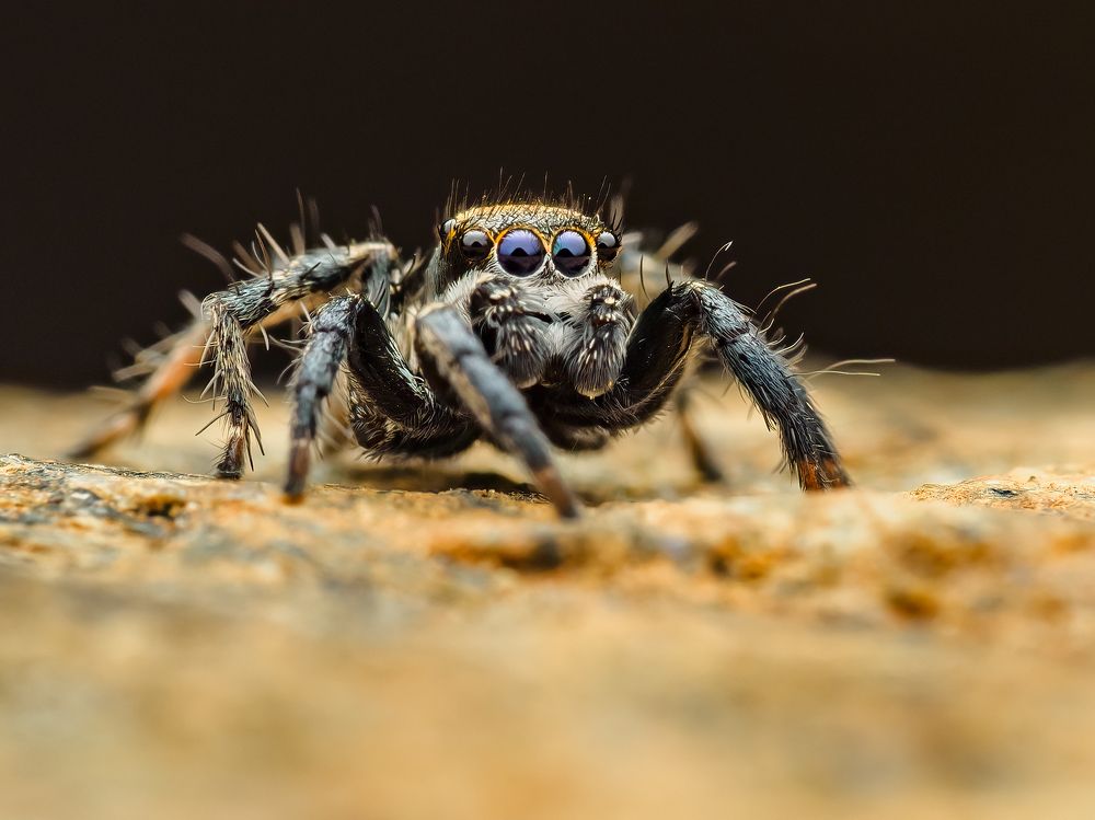 Photograph by Venkat Mangudi