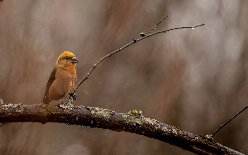 Photograph by Елена Хорохорина