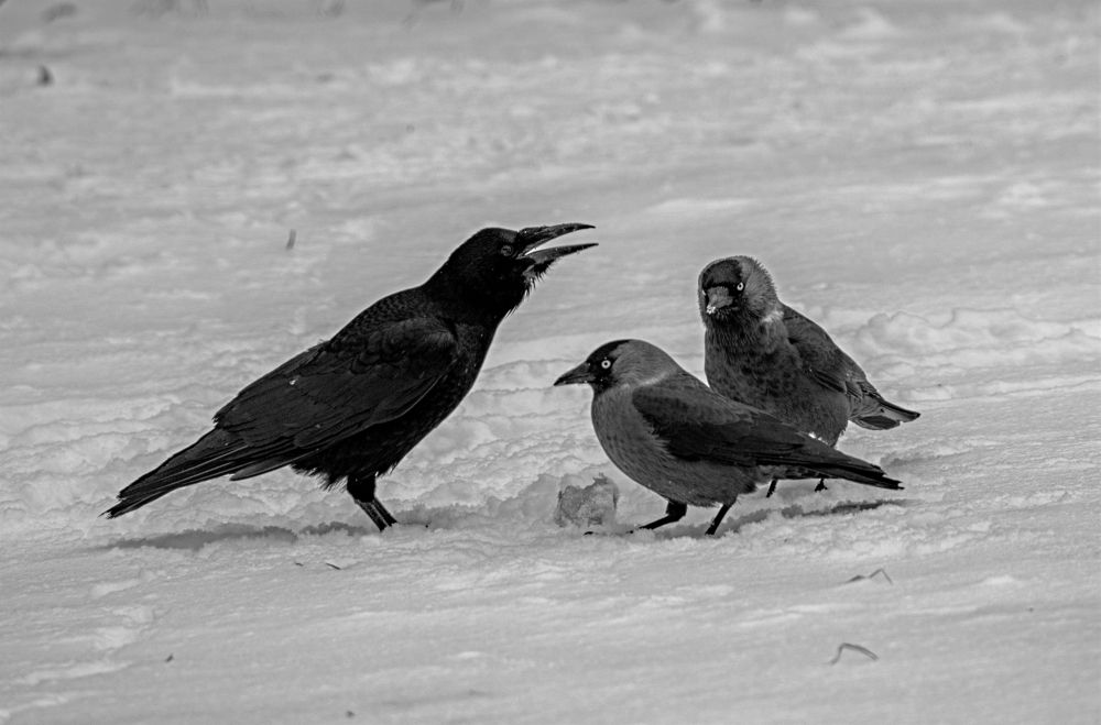 Photograph by Алексей Сиваков