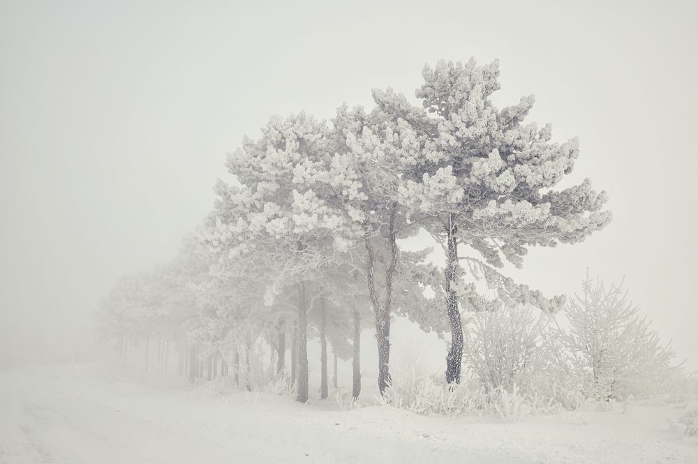 Иней в тумане