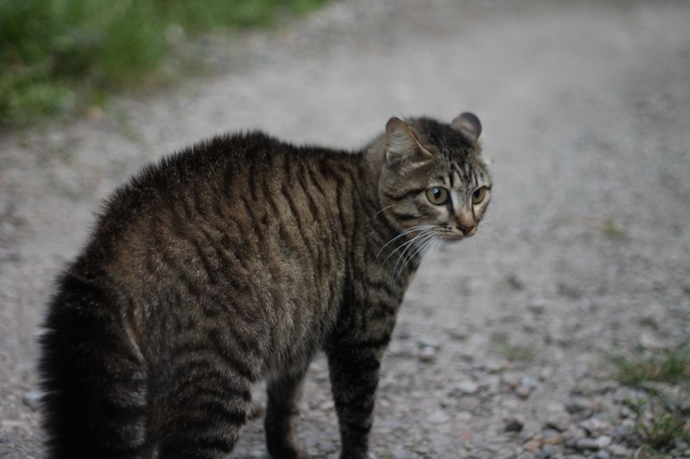 Фотография автора Наталья Соболь