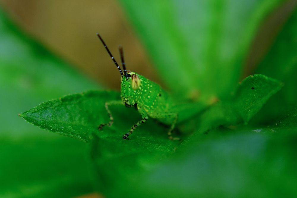 Photograph by Kartick Panja
