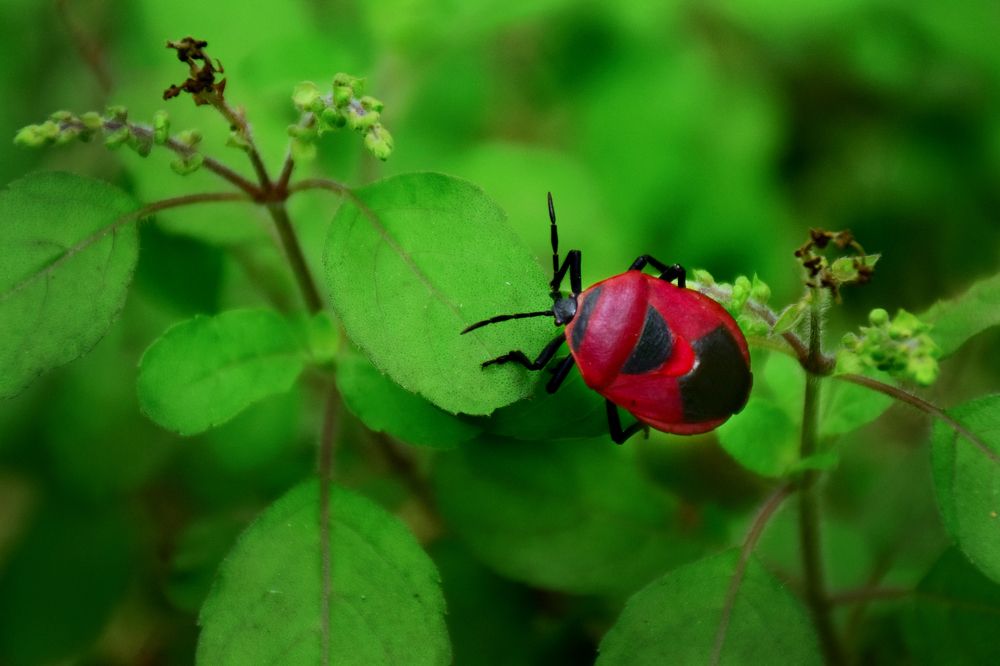 Photograph by Kartick Panja