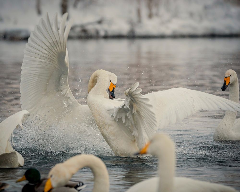 Фотография автора NIKOLAY KALININ