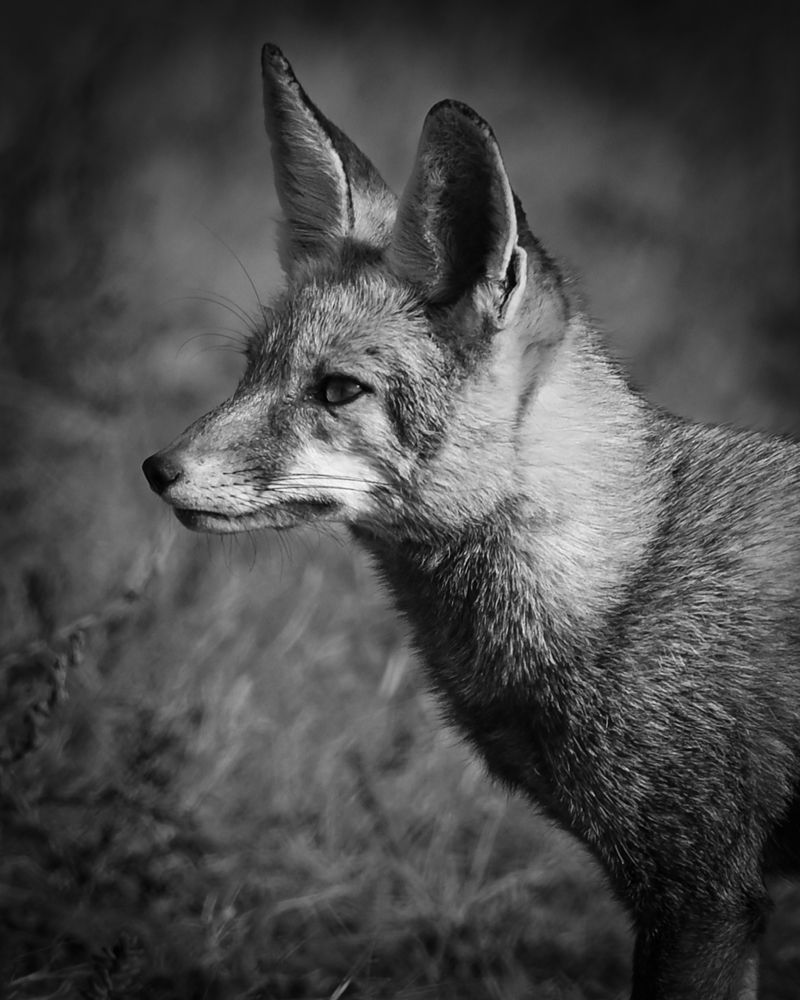 Silent Predator: A Black and White Image of a Fox's Side View