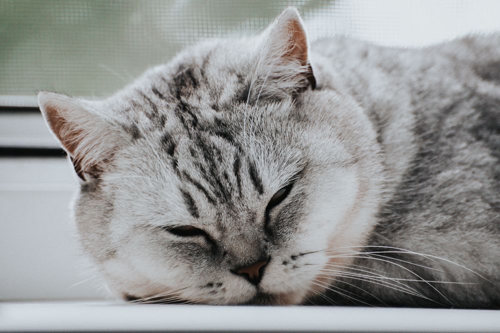 Фотография автора Ольга Круковская