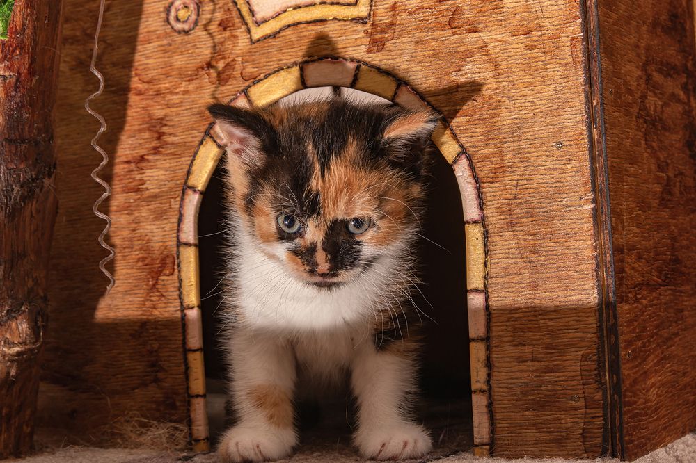 Фотография автора Юрий Киселёв