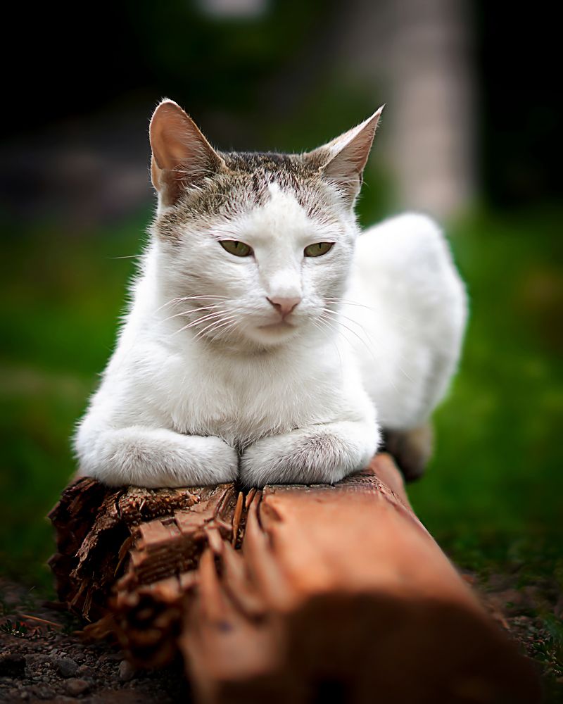 Photograph by Daşdəmir Məmmədov