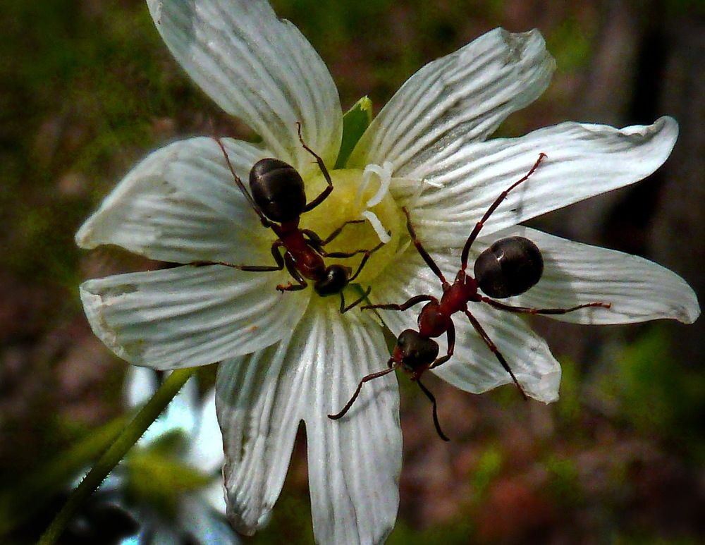 Photograph by вячеслав милов
