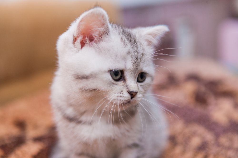 Фотография автора Игорь Ефремычев