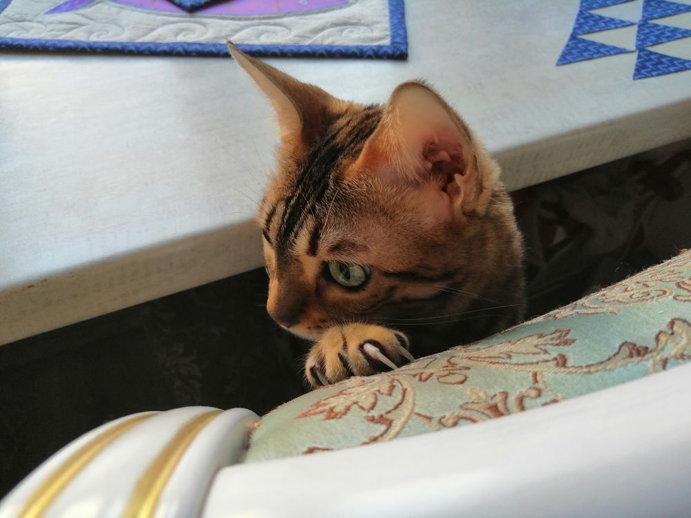 Любопытство