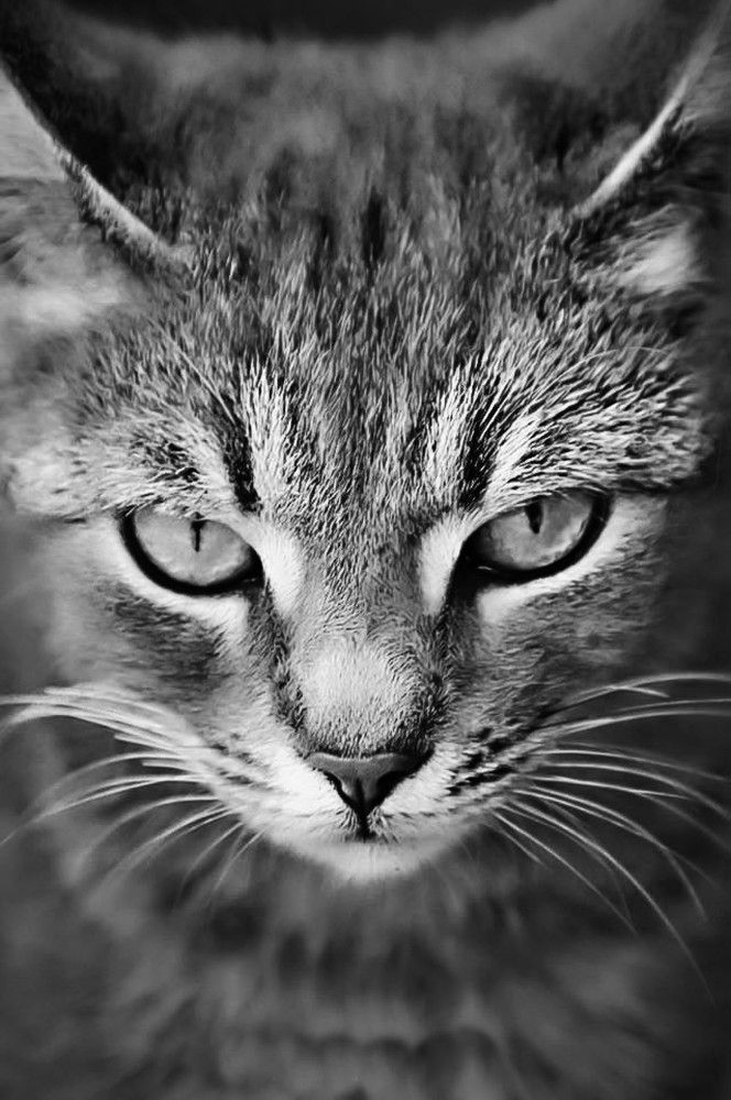 Фотография автора Katerina Georgieva