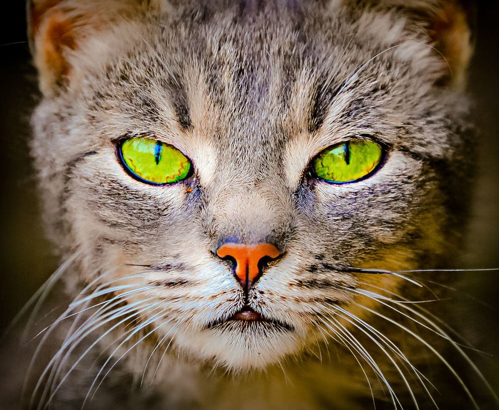 Фотография автора Katerina Georgieva